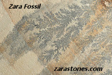 Fossil Natural Stone Jumbo Slabs